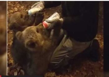 Ο Μπράντλεϊ και ο Κούπερ του Αρκτούρου πίνουν το πρωινό τους γάλα σε χρόνο ρεκόρ! Υπέροχο VIDEO!