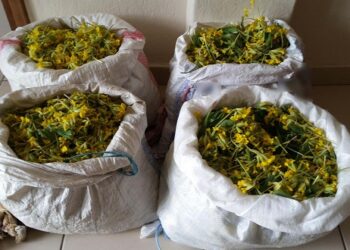 Καστοριά: Τέσσερις νέες συλλήψεις για παράνομη συλλογή 13 κιλών αρωματικών φυτών στο Γράμμο