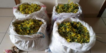 Καστοριά: Τέσσερις νέες συλλήψεις για παράνομη συλλογή 13 κιλών αρωματικών φυτών στο Γράμμο