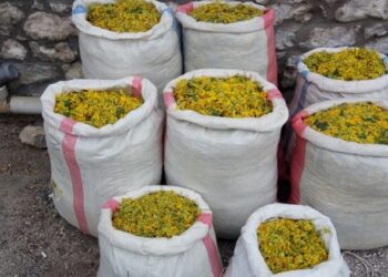 Καστοριά:Πέντε νέες συλλήψεις για παράνομη συλλογή 182 κιλών αρωματικών φυτών σε περιοχές του Γράμμου