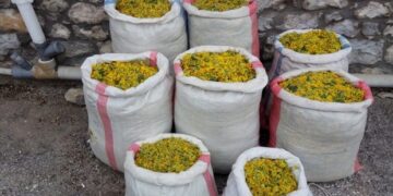 Καστοριά:Πέντε νέες συλλήψεις για παράνομη συλλογή 182 κιλών αρωματικών φυτών σε περιοχές του Γράμμου