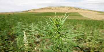 Για την πώληση προϊόντων κάνναβης από καταστήματα: “Να μπουν στο περιθώριο τα “μαγαζάκια” με προϊόντα κάνναβης