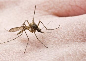 Προφυλαχθείτε από τα κουνούπια – Προφυλαχθείτε από τον ιό του Δυτικού Νείλου