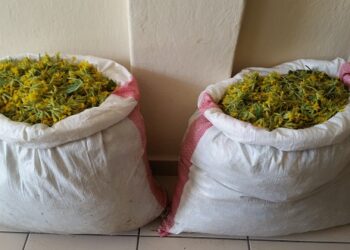 Καστοριά: Δύο αλλοδαποί είχαν μαζέψει παράνομα 27 κιλά αρωματικού φυτού στον Γράμμο