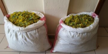 Καστοριά: Δύο αλλοδαποί είχαν μαζέψει παράνομα 27 κιλά αρωματικού φυτού στον Γράμμο