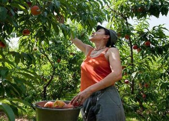 «Ασθένεια» για τα ροδάκινα τα κοινωνικά επιδόματα