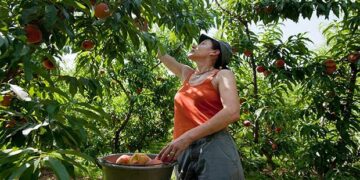 «Ασθένεια» για τα ροδάκινα τα κοινωνικά επιδόματα