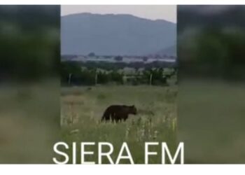Αρκούδα 200 κιλών κόβει βόλτες στο δημαρχείο Ασκίου. Βίντεο