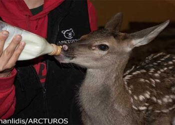 Μικρό ελαφάκι διασώθηκε από κτηνοτρόφο στο Νυμφαίο – Περιθάλπεται από τον “Αρκτούρο”