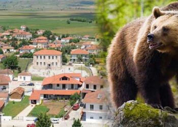 Δύο κατσίκια η λεία αρκούδας σε κτηνοτροφική μονάδα στην Άρδασσα! – Να παρθούν μέτρα ζητάει ο κτηνοτρόφος