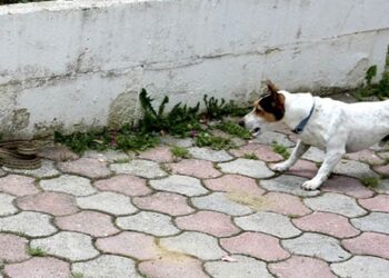Καστοριά: Ηρωικό σκυλάκι «έσωσε» τα αφεντικά του από φίδι!