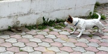 Καστοριά: Ηρωικό σκυλάκι «έσωσε» τα αφεντικά του από φίδι!