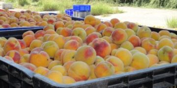 Λείπουν 8.000 εργάτες από τα ροδάκινα Ημαθίας – Πέλλας