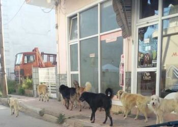 Νέα διαμαρτυρία πολίτη για την κατάσταση με τα αδέσποτα στην Πτολεμαΐδα