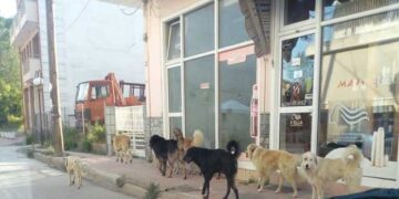 Νέα διαμαρτυρία πολίτη για την κατάσταση με τα αδέσποτα στην Πτολεμαΐδα