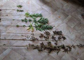 Συνελήφθη 41χρονος σε περιοχή των Γρεβενών για καλλιέργεια δενδρυλλίων κάνναβης