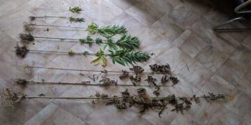 Συνελήφθη 41χρονος σε περιοχή των Γρεβενών για καλλιέργεια δενδρυλλίων κάνναβης