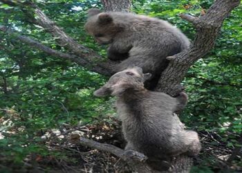 Ο Bradley και ο Cooper γίνονται ατρόμητοι εξερευνητές!