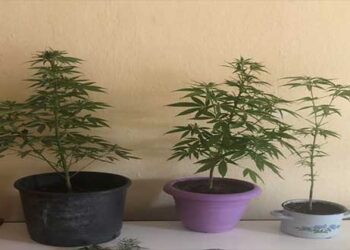 Σύλληψη δυο ατόμων στην Καστοριά για κατοχή και καλλιέργεια ναρκωτικών ουσιών