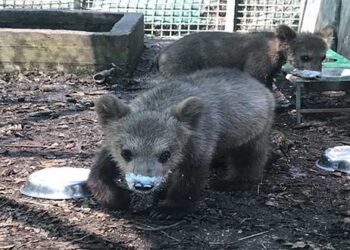Ο Μπράντλεϊ και ο Κούπερ έχουν μεγαλώσει!