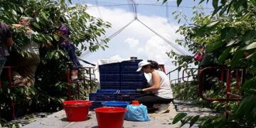 Εορδαία: Δεν φτάνουν τα εργατικά χέρια σε Μεσόβουνο και Πύργους – Φεύγουν οι ξένοι εργάτες, κάλεσμα σε ντόπιους