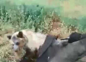 Βαρικό Φλώρινας: Κάτοικοι απεγκλώβισαν αρκουδάκι από πλαστικό βαρέλι