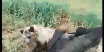 Βαρικό Φλώρινας: Κάτοικοι απεγκλώβισαν αρκουδάκι από πλαστικό βαρέλι