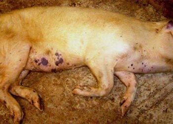 Ενημέρωση για την Αφρικανική Πανώλη του Χοίρου από το Τμήμα Κτηνιατρικής της Περιφερειακής Ενότητας Κοζάνης