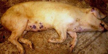 Ενημέρωση για την Αφρικανική Πανώλη του Χοίρου από το Τμήμα Κτηνιατρικής της Περιφερειακής Ενότητας Κοζάνης