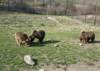 Οι “ατρόμητοι” τέσσερις του Αρκτούρου: Ο Πατρικ, η Μόλλυ, η Τζόρτζια και η Λουίζα