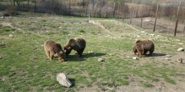 Οι “ατρόμητοι” τέσσερις του Αρκτούρου: Ο Πατρικ, η Μόλλυ, η Τζόρτζια και η Λουίζα