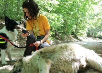 Ακόμη ένα περιστατικό δηλητηρίασης ποιμενικού σκύλου στον ορεινό όγκο της Φλώρινας