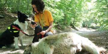Ακόμη ένα περιστατικό δηλητηρίασης ποιμενικού σκύλου στον ορεινό όγκο της Φλώρινας