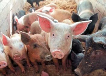 ΥΠΑΑΤ: Σε εξέλιξη η διαδικασία πρόσληψης 46 κτηνιάτρων για την αντιμετώπιση της Αφρικανικής Πανώλης των χοίρων