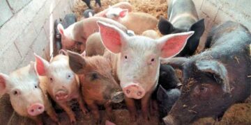 ΥΠΑΑΤ: Σε εξέλιξη η διαδικασία πρόσληψης 46 κτηνιάτρων για την αντιμετώπιση της Αφρικανικής Πανώλης των χοίρων