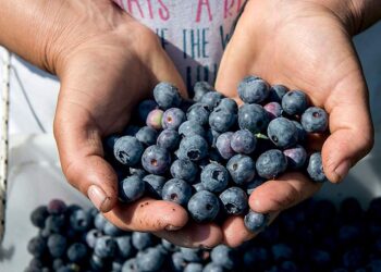 Τα μύρτιλα από το Αμύνταιο που προτιμούν οι Γερμανοί