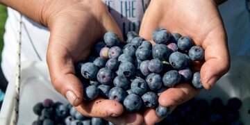 Τα μύρτιλα από το Αμύνταιο που προτιμούν οι Γερμανοί