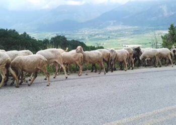Σπογγώδης εγκεφαλοπάθεια σε αιγοπρόβατα στην Καστοριά  – Οδηγούνται σε θανάτωση και αποτέφρωση