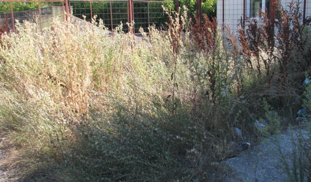 Τραγική η κατάσταση στον περιβάλλοντα χώρο του αγωνιστικού χώρου στο γήπεδο Πτολεμαΐδας