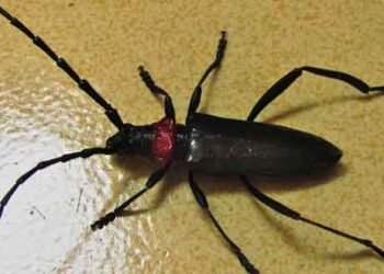 Ενημέρωση για τον επιβλαβή οργανισμό Aromia bungii (Faldermann)