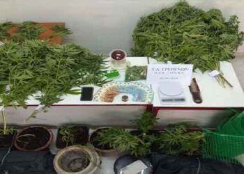 Συνελήφθη από αστυνομικούς του Τμήματος Ασφάλειας Γρεβενών 35χρονος στη Θεσσαλονίκη με δενδρύλια και γλάστρες κάνναβης