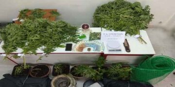 Συνελήφθη από αστυνομικούς του Τμήματος Ασφάλειας Γρεβενών 35χρονος στη Θεσσαλονίκη με δενδρύλια και γλάστρες κάνναβης