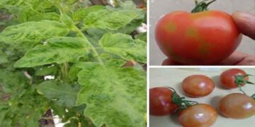 Ενημερωτικό φυλλάδιο για τον επιβλαβή ιό της καστανής ρυτίδωσης των καρπών της τομάτας από το ΥΠΑΑΤ