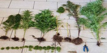 Συνελήφθη 35χρονος σε περιοχή της Εορδαίας για καλλιέργεια 8 δενδρυλλίων κάνναβης