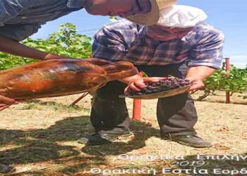 Ελάτε να πατήσουμε σταφύλια στο μεγαλύτερο πατητήρι της Ελλάδας! “Θρακικά Επιλήνια 2019” από τη Θρακική Εστία Εορδαίας
