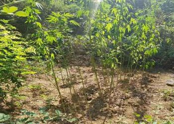 Φυτεία 49 δενδρυλλίων κάνναβης στην Καστοριά – Σύλληψη δύο νεαρών