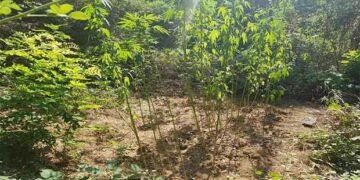 Φυτεία 49 δενδρυλλίων κάνναβης στην Καστοριά – Σύλληψη δύο νεαρών