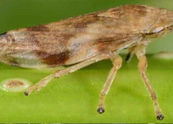 Ενημέρωση για τον Οργανισμό καραντίνας Xylella fastidiosa από τη Δ/νση Αγροτικής Οικονομίας και Κτηνιατρικής Π.Ε. Κοζάνης