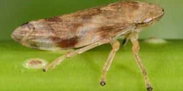 Ενημέρωση για τον Οργανισμό καραντίνας Xylella fastidiosa από τη Δ/νση Αγροτικής Οικονομίας και Κτηνιατρικής Π.Ε. Κοζάνης