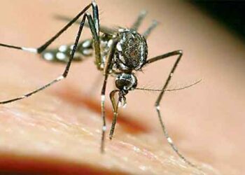 Οδηγίες για την καταπολέμηση του ιού του Δυτικού Νείλου από την Π.Ε. Κοζάνης